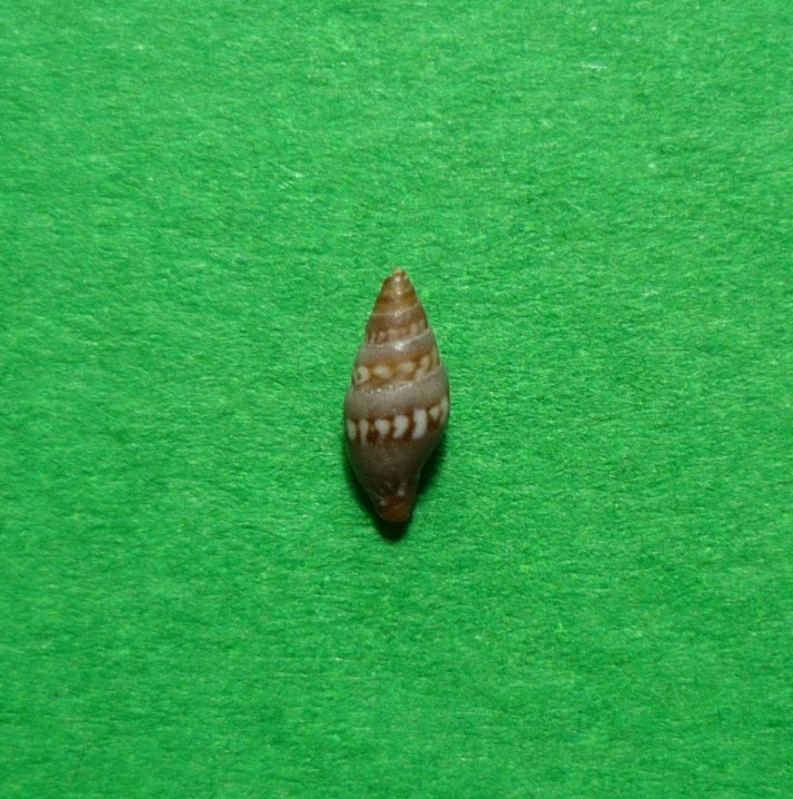 Vexillum tricolor